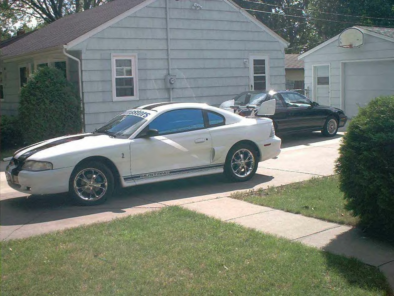 mustang.jpg