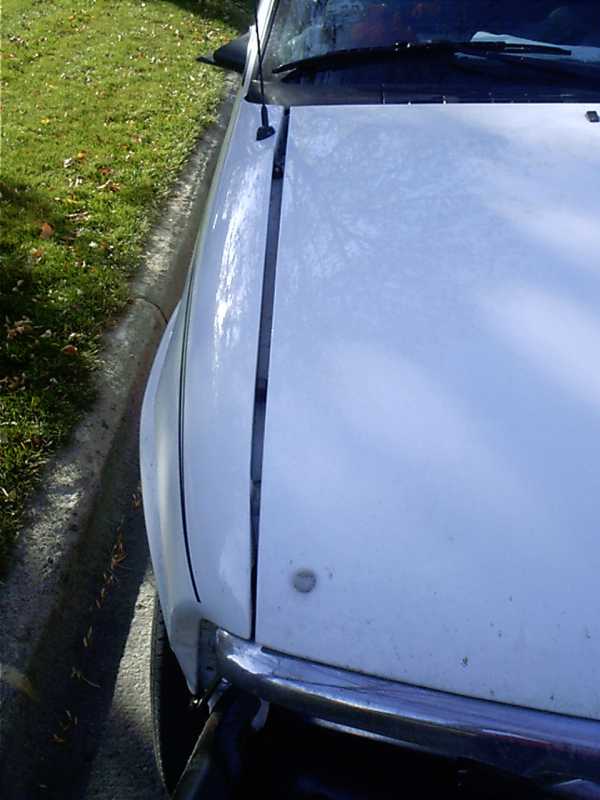 Deer2.jpg