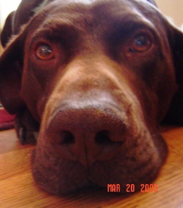 Copy of oliver.JPG