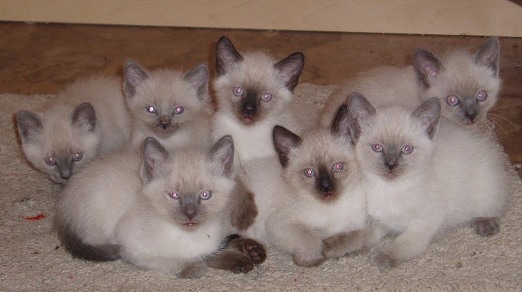 kitten sm.JPG