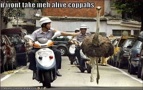funny-pictures-ostrich-police-chase.jpg