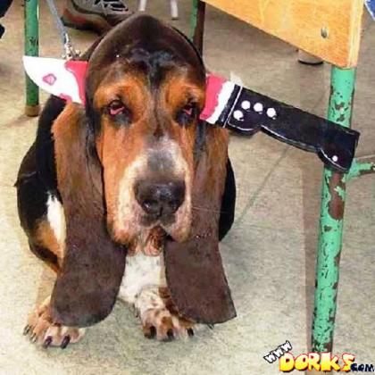 Knife-Through-Head-Dog.jpg